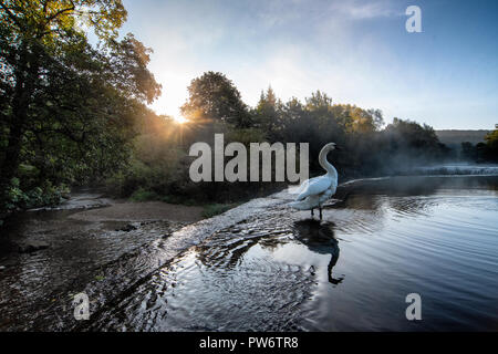 Höckerschwan (Cygnus olor) an Warleigh Wehr auf den Fluss Avon in Somerset, Vereinigtes Königreich. Stockfoto