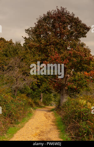 Herbst im Richmond Park, London Stockfoto