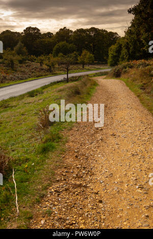 Herbst im Richmond Park, London Stockfoto