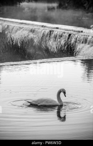 Höckerschwan (Cygnus olor) an Warleigh Wehr auf den Fluss Avon in Somerset, Vereinigtes Königreich. Stockfoto