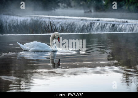 Höckerschwan (Cygnus olor) an Warleigh Wehr auf den Fluss Avon in Somerset, Vereinigtes Königreich. Stockfoto