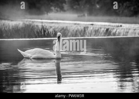 Höckerschwan (Cygnus olor) an Warleigh Wehr auf den Fluss Avon in Somerset, Vereinigtes Königreich. Stockfoto