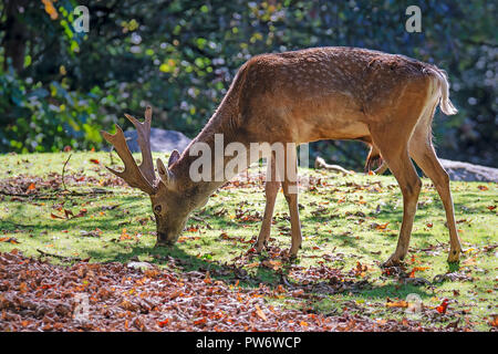Männliche braun Damwild Browsen in den Wald Stockfoto