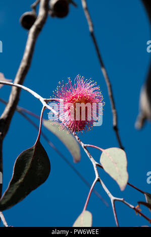 Bluff Knoll Australien, Zweig mit isolierten 'Silver Princess' gum Blume Stockfoto