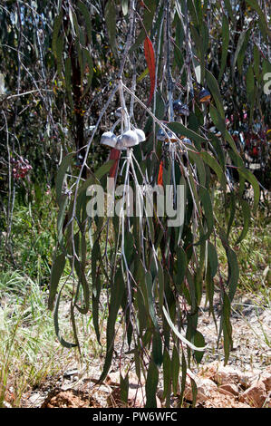 Bluff Knoll Australien, weinend Filiale der Blätter Gummi 'Silver Princess' endemisch in Western Australia Stockfoto