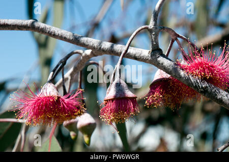 Bluff Knoll Australien, Zweig mit 'Silver Princess' Gummi Blumen Stockfoto