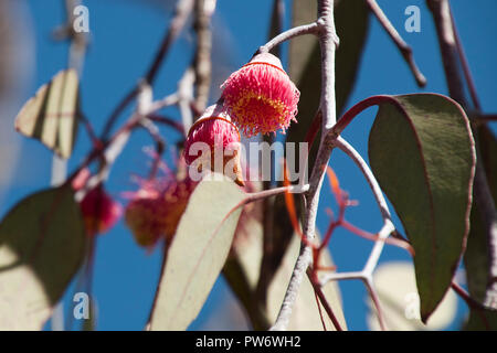 Bluff Knoll Australien, Ansicht der Blüte der gum Silver Princess' Zweig mit Blüten Stockfoto