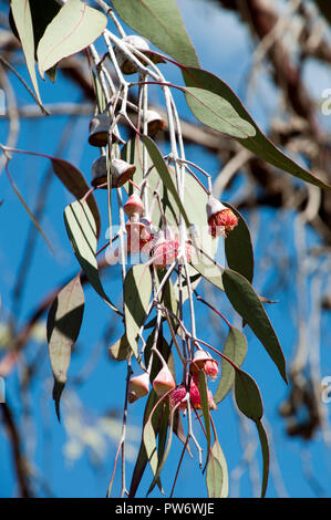 Bluff Knoll Australien, Zweigniederlassung der Blüte Gummi 'Silver Princess' endemisch in Western Australia Stockfoto