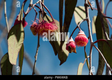 Bluff Knoll Australien, Zweigniederlassung der Blüte Gummi 'Silver Princess' endemisch in Western Australia Stockfoto