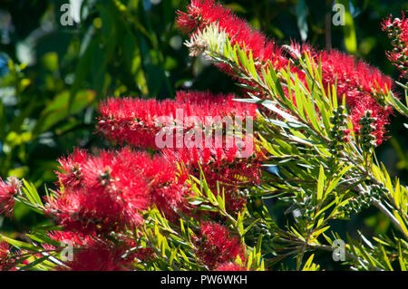 Bluff Knoll Australien, Blüte rot bottlebrush Stockfoto