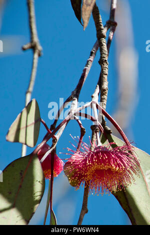 Bluff Knoll Australien, Zweig mit Blume der 'Silver Princess' Gummi Stockfoto