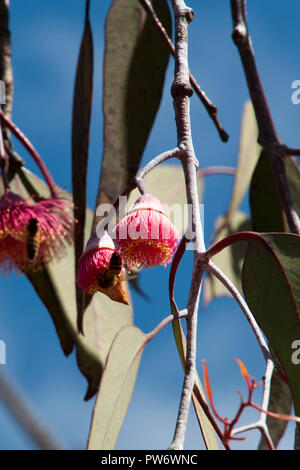 Bluff Knoll Australien, blühende'S Gummi silver Princess' mit Bienen Stockfoto