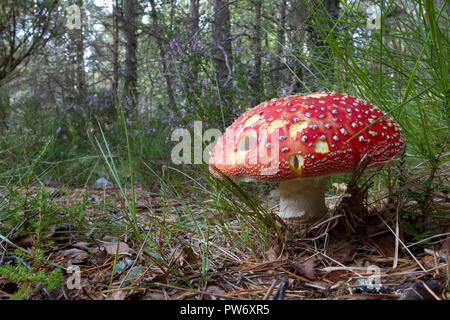 Fly agaric, Amanita muscaria, Großbritannien Stockfoto