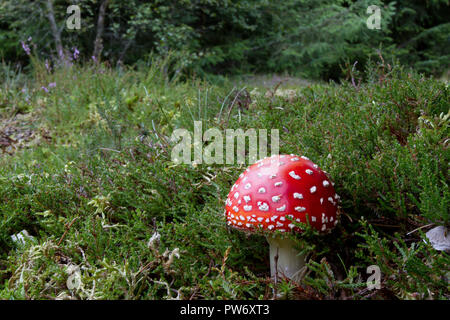 Fly agaric, Amanita muscaria, Großbritannien Stockfoto