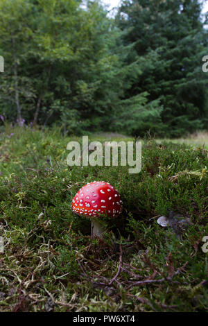 Fly agaric, Amanita muscaria, Großbritannien Stockfoto