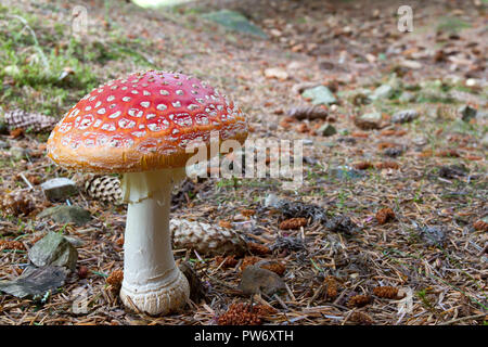 Fly agaric, Amanita muscaria, Großbritannien Stockfoto