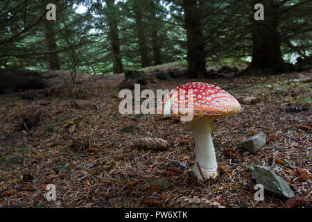 Fly agaric, Amanita muscaria, Großbritannien Stockfoto