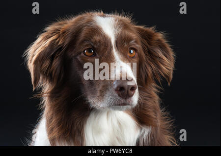Kreuz Rasse Studio Portrait von Hund mit schwarzem Hintergrund Stockfoto