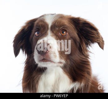 Cross Breed Dog Portrait mit weißen studio Hintergrund Stockfoto