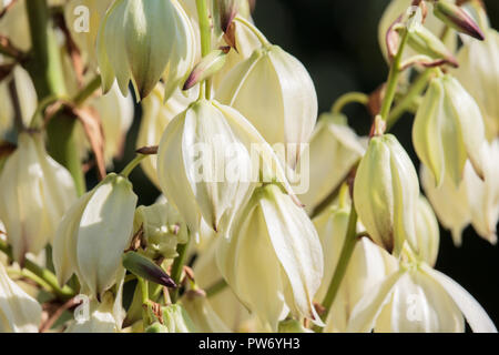 Yucca weiße Blumen Stockfoto