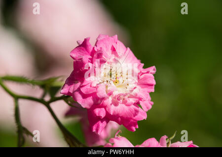 Caelifera auf rosa Rose Stockfoto