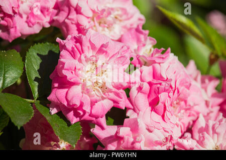 Rosa gallica Blumen Stockfoto