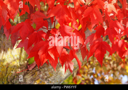 Hell crimson farbige Blätter der roten Ahornbaum im Herbst Farbe Stockfoto