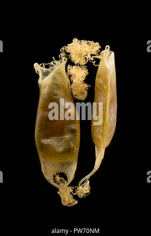 Zwei leere ei Fällen der kleinen Katzenhai, auch als catshark bekannt, Scyliorhinus canicula, gefunden am Chesil Beach gewaschen nach Sturm Callum Stockfoto