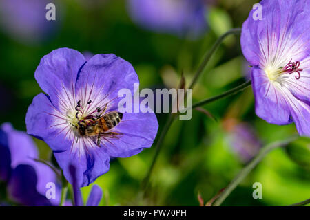 Biene sammelt Nektar, Pollen von einem violetten Geranium Rozanne (Gerwat) auch als Jolly Bee bekannt Stockfoto