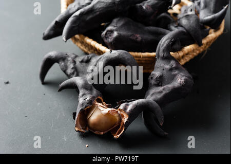 Wasser caltrop auf schwarzem Hintergrund, Wasser, Kastanie, Trapa natans Stockfoto