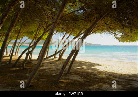 Pinien und türkisfarbene Wasser des Mittelmeers am Strand auf Mallorca. Playa de Muro, Alcudia Strand, in der Nähe von Port d'Alcudia, Mallorca, Spanien. Stockfoto