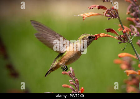 Irisierende Grün Hummingbird Stockfoto