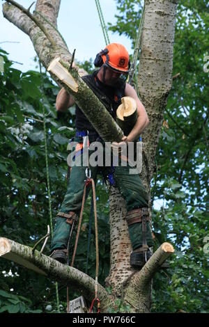 Baum Chirurgen bei der Arbeit hoch über dem Boden schneiden Zweige eines Baumes tragen einen Sicherheitsgurt und vollen Schutz Sicherheit tragen Kleidung Arbeitskleidung Stockfoto