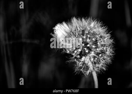 Löwenzahn Makro contrastly wachsen auf Frühlingswiese Stockfoto