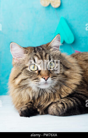 Sibirische langhaarige Katze. Blue romantische Hintergrund. Nahaufnahme Stockfoto