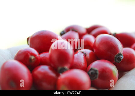 Mann mit roten Hagebutten in seiner Hand. Dog Rose berry Schließen halten Sie wilde Früchte Stockfoto