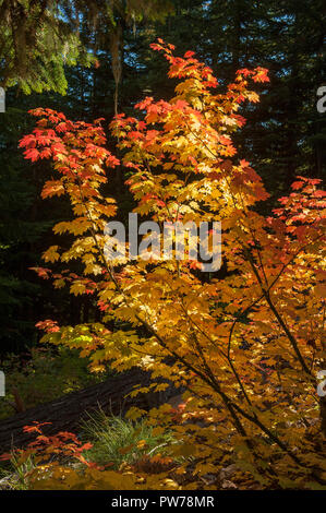 Weinstock Ahorn (Acer circinatum) in voller Herbst Farbe in Oregon Cascade Range. Stockfoto