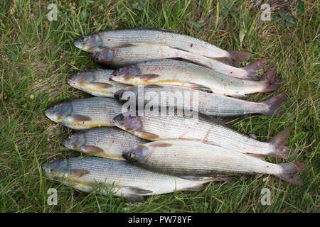 Frisch gefangenen Äschen Fische, die auf dem Gras Stockfoto