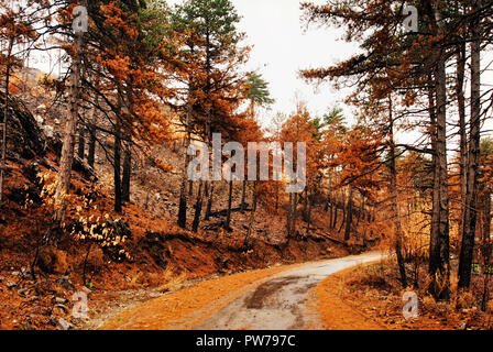Anzeigen von Burnt Pine Forest im Herbst. Stockfoto