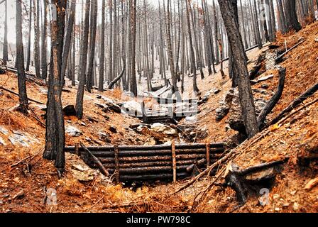 Woody debris Dämme für natürliche zur Reduzierung der Hochwassergefahr. Anzeigen von Burnt Pine Forest im Herbst. Stockfoto