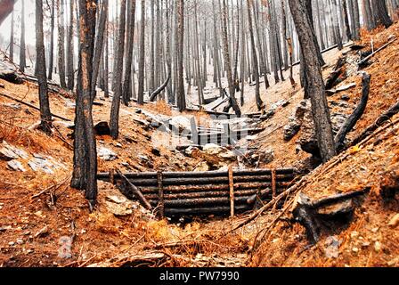 Woody debris Dämme für natürliche zur Reduzierung der Hochwassergefahr. Anzeigen von Burnt Pine Forest im Herbst. Stockfoto