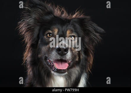 Border Collie Hund studio Portrait auf schwarzem Hintergrund Stockfoto