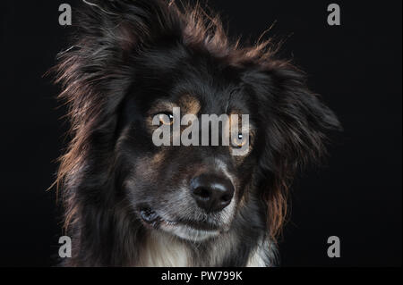 Border Collie Hund studio Portrait auf schwarzem Hintergrund Stockfoto