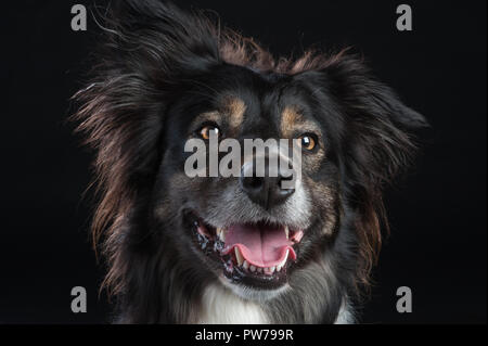 Border Collie Hund studio Portrait auf schwarzem Hintergrund Stockfoto
