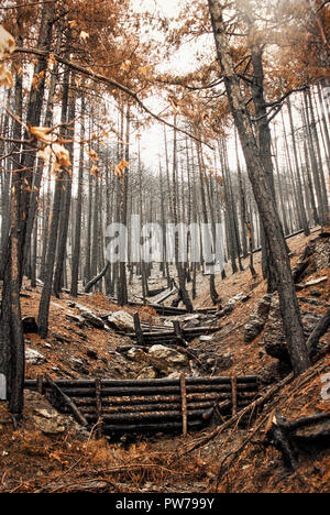 Woody debris Dämme für natürliche zur Reduzierung der Hochwassergefahr. Anzeigen von Burnt Pine Forest im Herbst. Stockfoto