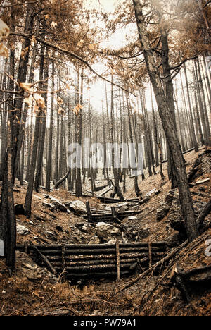 Woody debris Dämme für natürliche zur Reduzierung der Hochwassergefahr. Anzeigen von Burnt Pine Forest im Herbst. Stockfoto