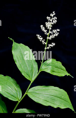 Blumen und Blätter aus falschen Salomo Dichtung (Smilacina racemosa, auch Maianthemum racemosum). Auch als Treackeberry, Salomos plume oder falsch Spiken Stockfoto