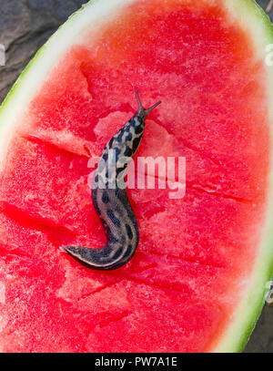 Leopard slug (Limax maximus) auf Wassermelone (Citrullus lanatus). Diese Art, eine der größten Schnecken in der Welt, ist in Europa aber wurde Stockfoto