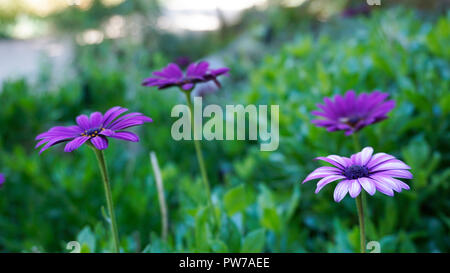 Osteospermum Ecklonis Purple 2. Stockfoto