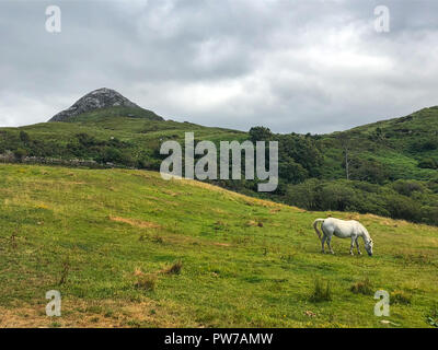 Das Connemara Pony ist ein Pony Rasse mit Ursprung in Irland. Diamond Hill ist ein großer Hügel südöstlich von Letterfrack im County Galway, Irland. Stockfoto